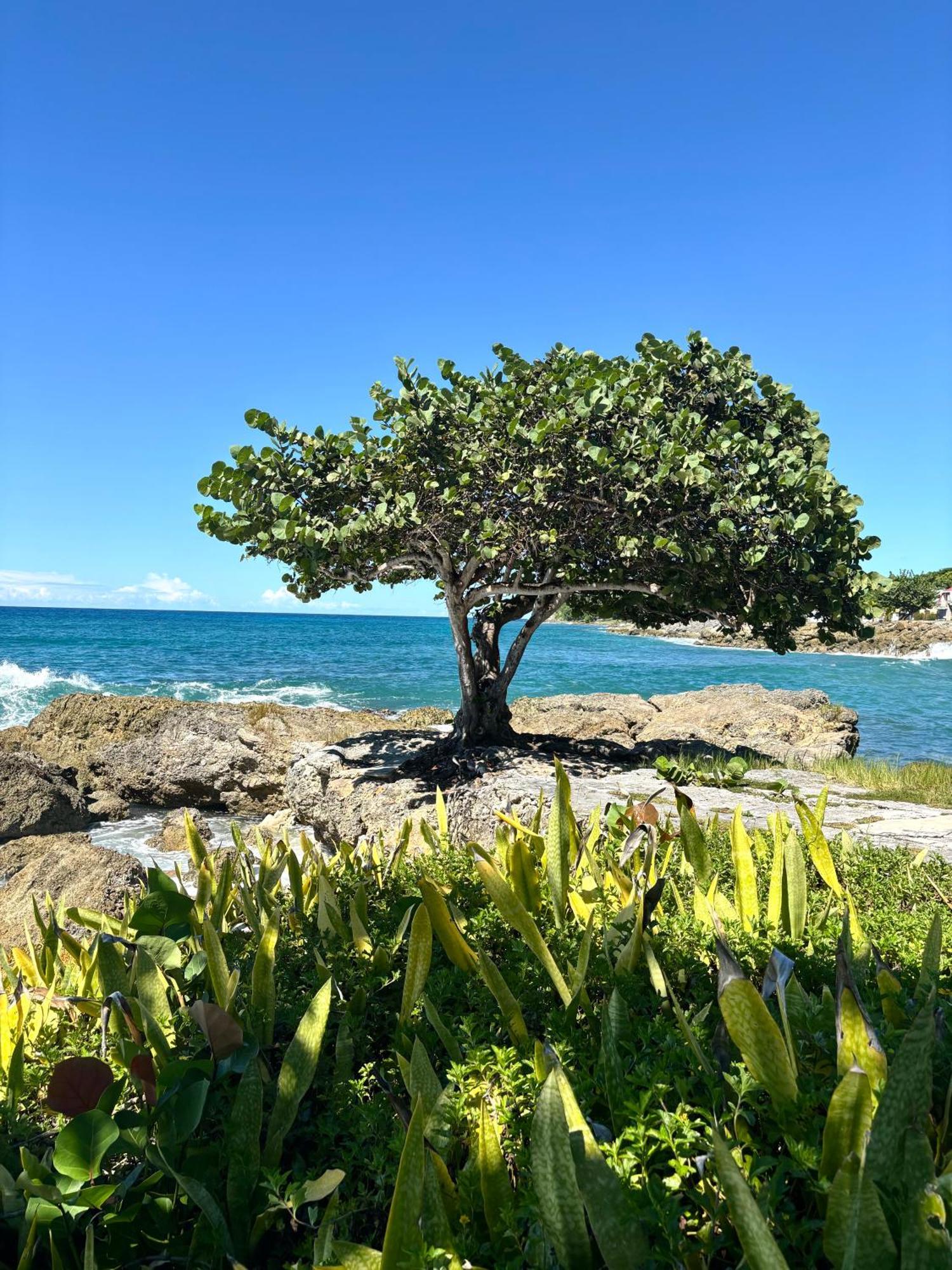 Gite Mabouya - Hamak, Piscine, Jardin Villa Anse-Bertrand ภายนอก รูปภาพ